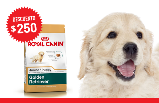 Golden Retriever Junior P10 Mi Royal Canin